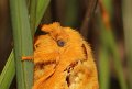 IMG_6486s92tr rietvink Euthrix potatoria bij Veeven Heeze_resize